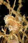 イトヒキウミウシ属の一種の産卵