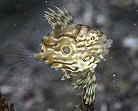 マトウダイの幼魚