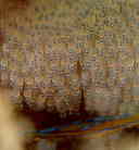 �`���K���̗�