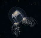 �h�t���C���N���Q