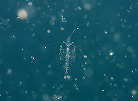 Grނ̈