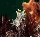 �N���R�\�f�E�~�E�V