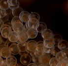 �N�T�E�I�̗�