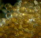 �N�T�E�I�̗�