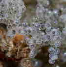 �N�T�E�I�̗�