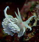 �T�N���~�m�E�~�E�V