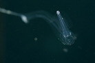 シリキレハダカゾウクラゲ