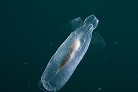 タルガタハダカカメガイ