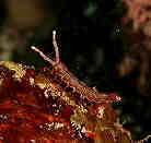 ���}�g�w�����V