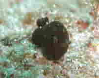gʃN
