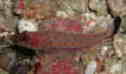 gʕ\  qM|