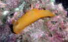 gʕ\