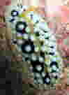 gʕ\