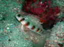 _en[