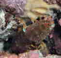 tgrhL̈