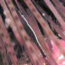 KK[JNGr