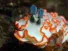 niIgE~EV