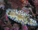 AIE~EV