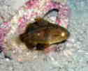 NCV`
