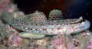 Ncn[