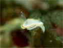 ~cCE~EV
