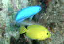 cLnM