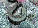 XWKW