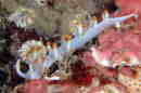 TLV}~mE~EV