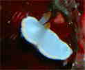 VLE~EV