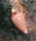 cO`KC