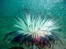 TLniM`N