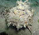 IjIR[