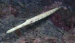 AIK