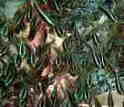 SYC_}