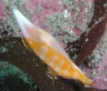 Lkdc~KC̒