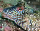Ruk