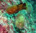 NCV`