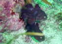 NCV`
