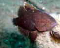 NCV`