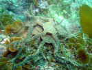 Nqgf̕