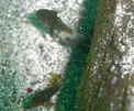 NCV`̗c