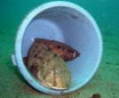 NTEI