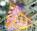 ~`~mE~EV