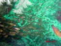 luc_C