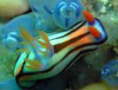 ZgEOEE~EV