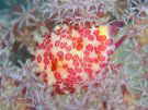 eNP{