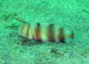 eX