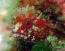 gEV}RPM|