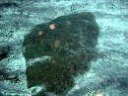 coNGC