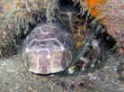 NTEI